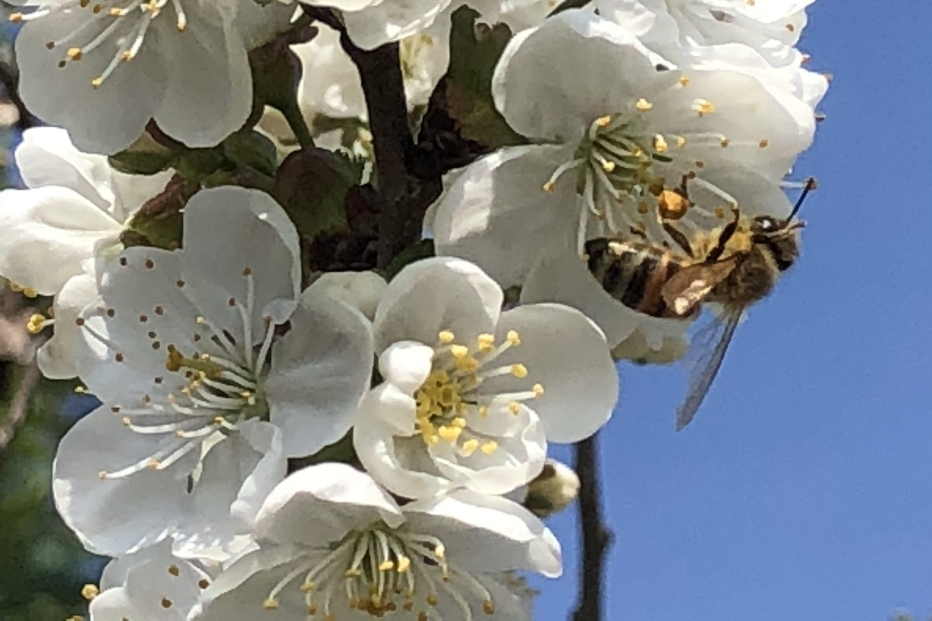 L’effetto dei cambiamenti climatici sul nettare – Biologia