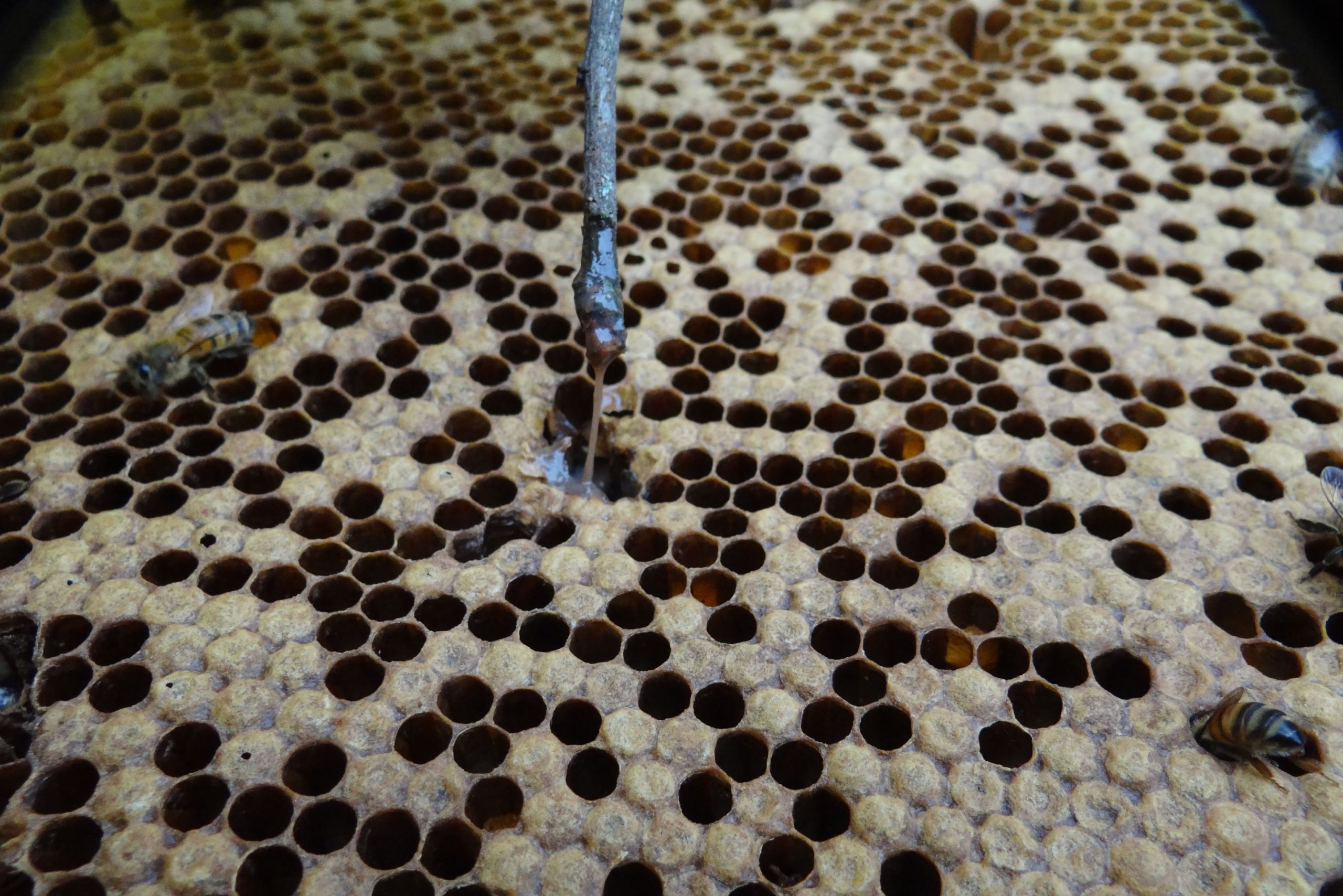 Trasmissibilità delle patologie apistiche. Quali specifiche attenzioni preventive? – Sanità Apistica