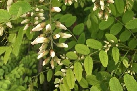 Flussi di nettare: complessità – Biologia