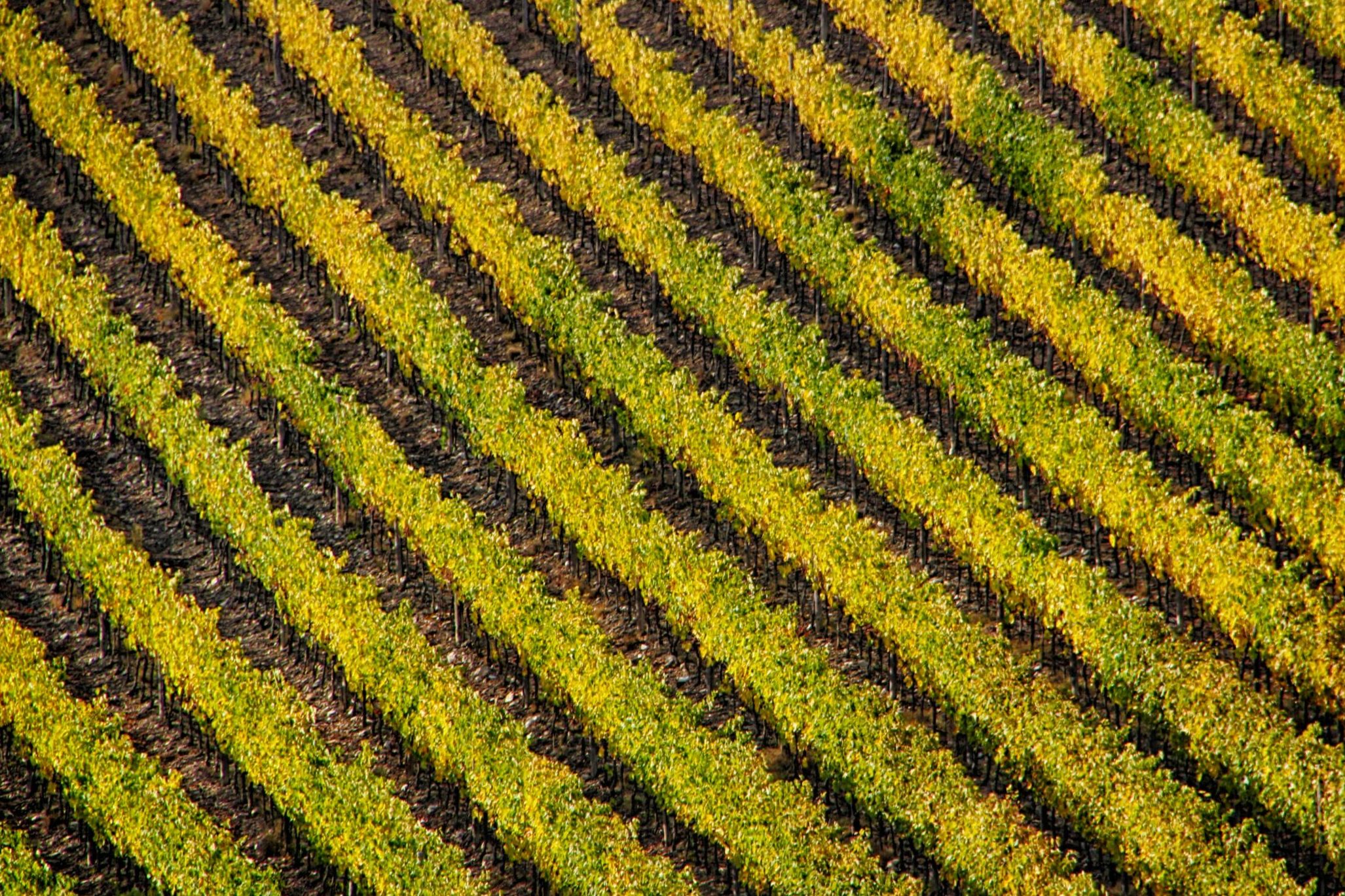 Per far rifiorire l’agricoltura fertile. Una nuova Pac con e per gli impollinatori – Agricoltura e api