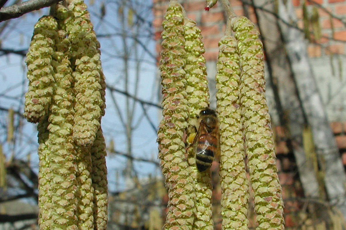 La variabile nocciolo – Agricoltura e api
