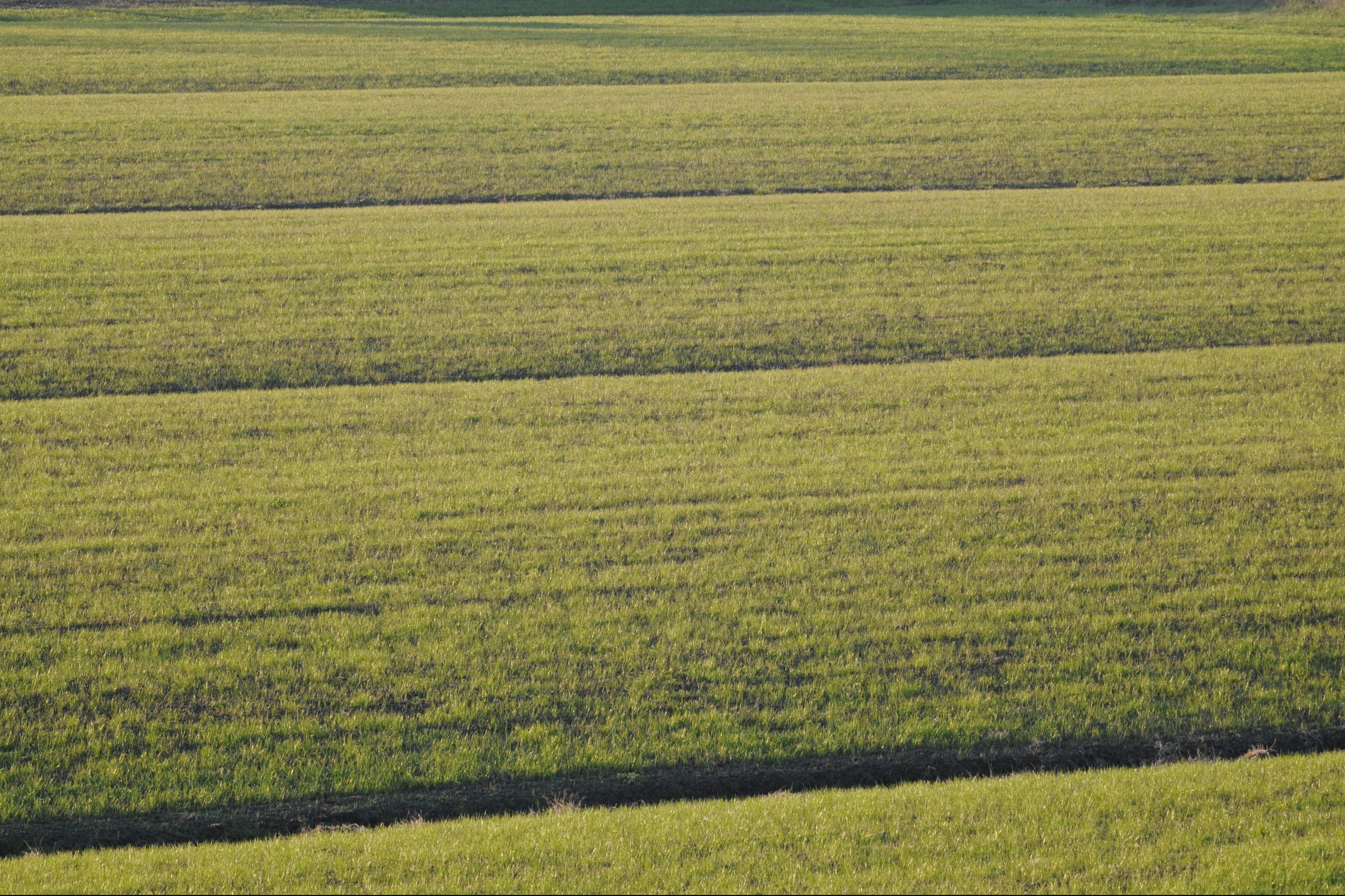 Quando i nodi vengono al “nocciolo” – Agricoltura e api