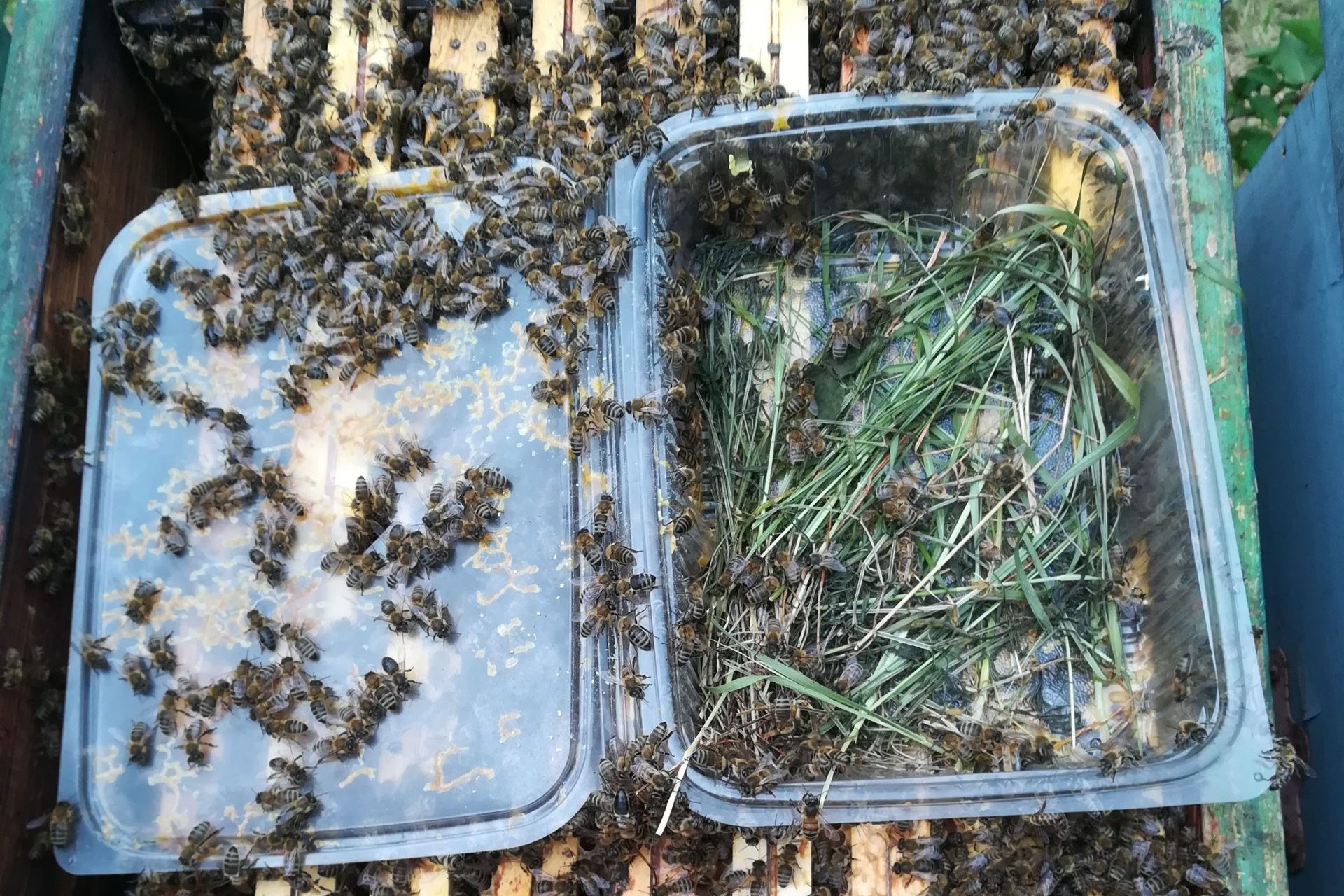 Riflessioni sulla nutrizione – Dai nostri lettori