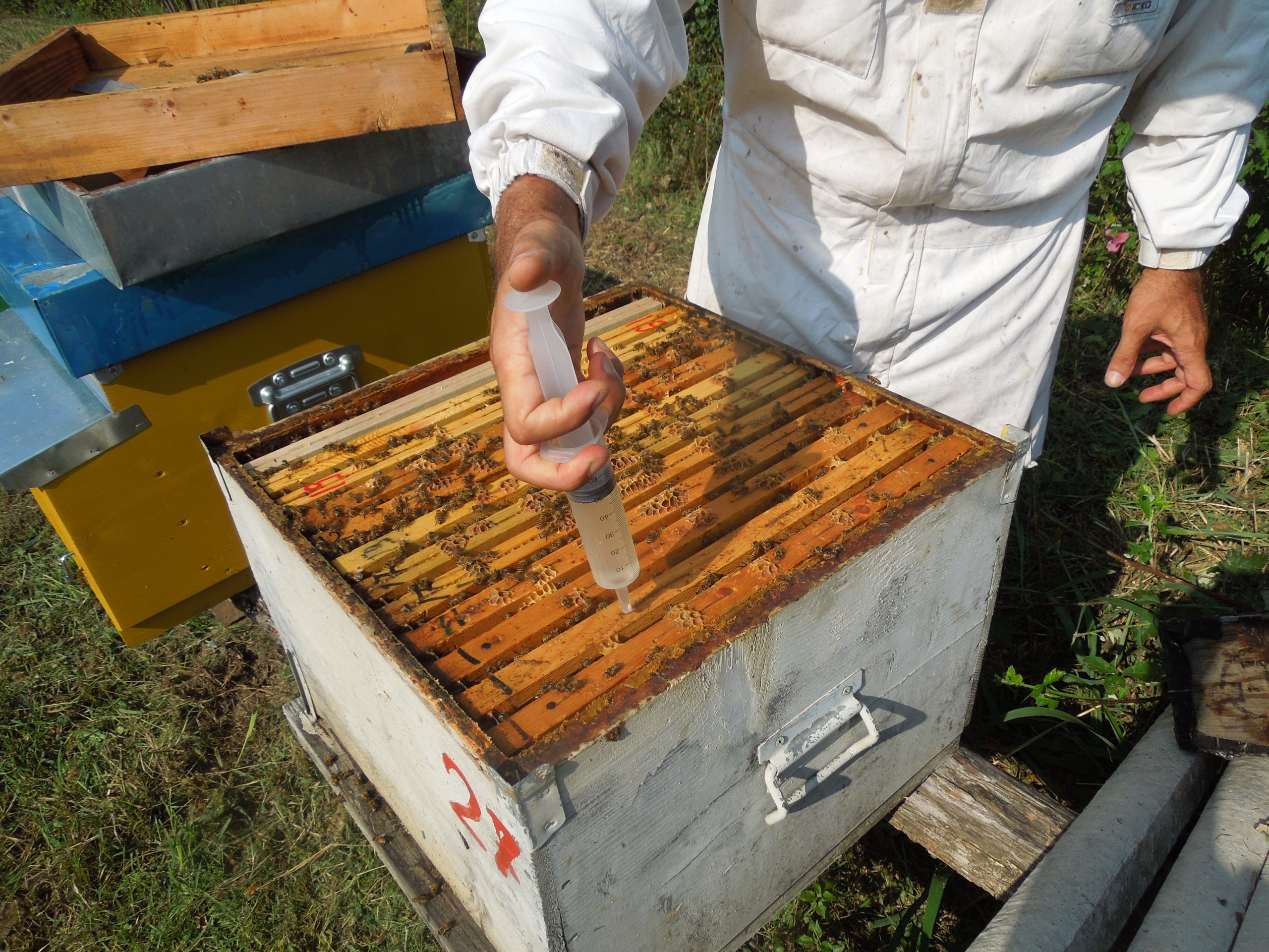 Meglio Api-Bioxal in polvere da miscelare con zucchero e acqua, oppure quello già pronto con il glicerolo? – Sanità apistica