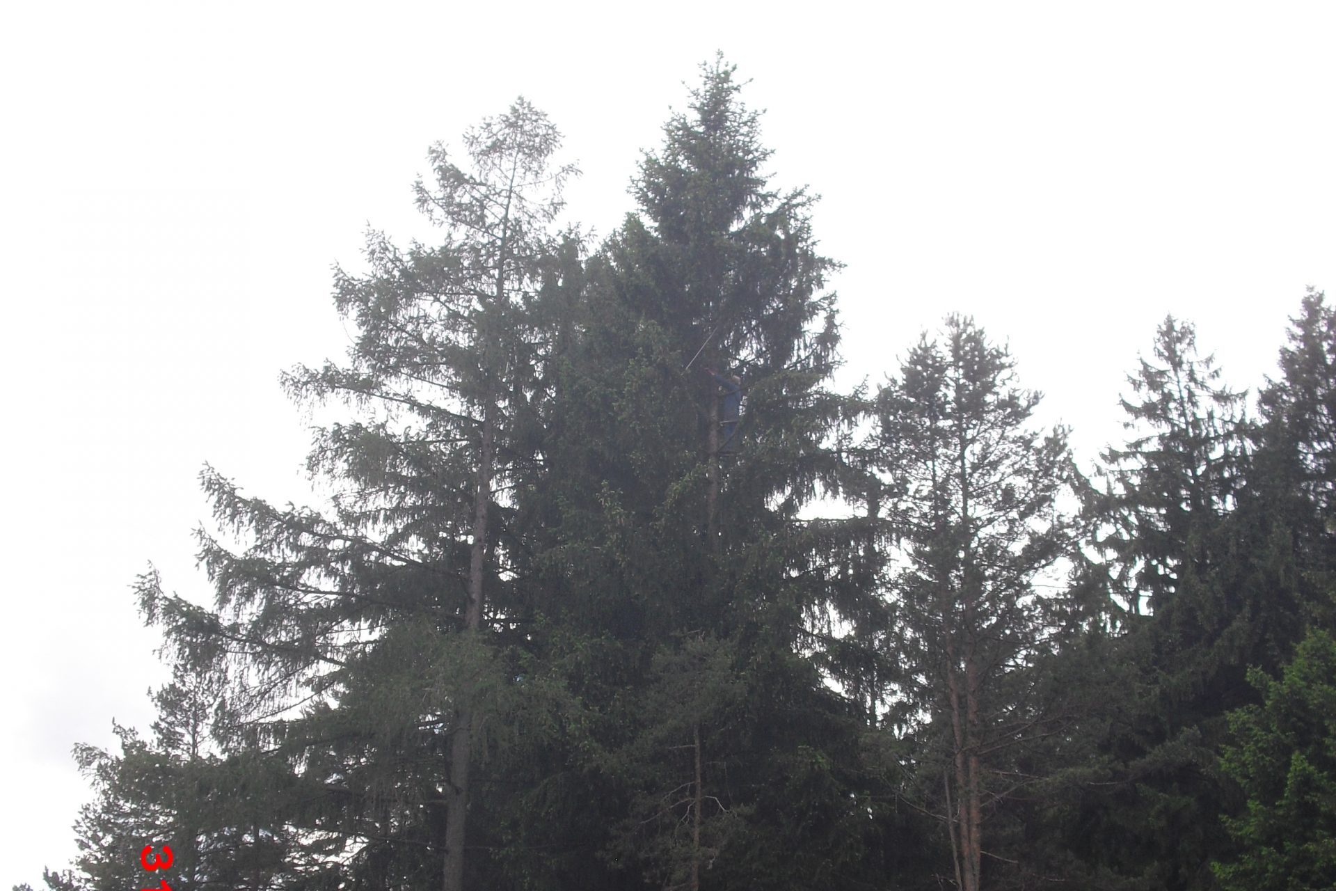 Lo sciame – Apicultura