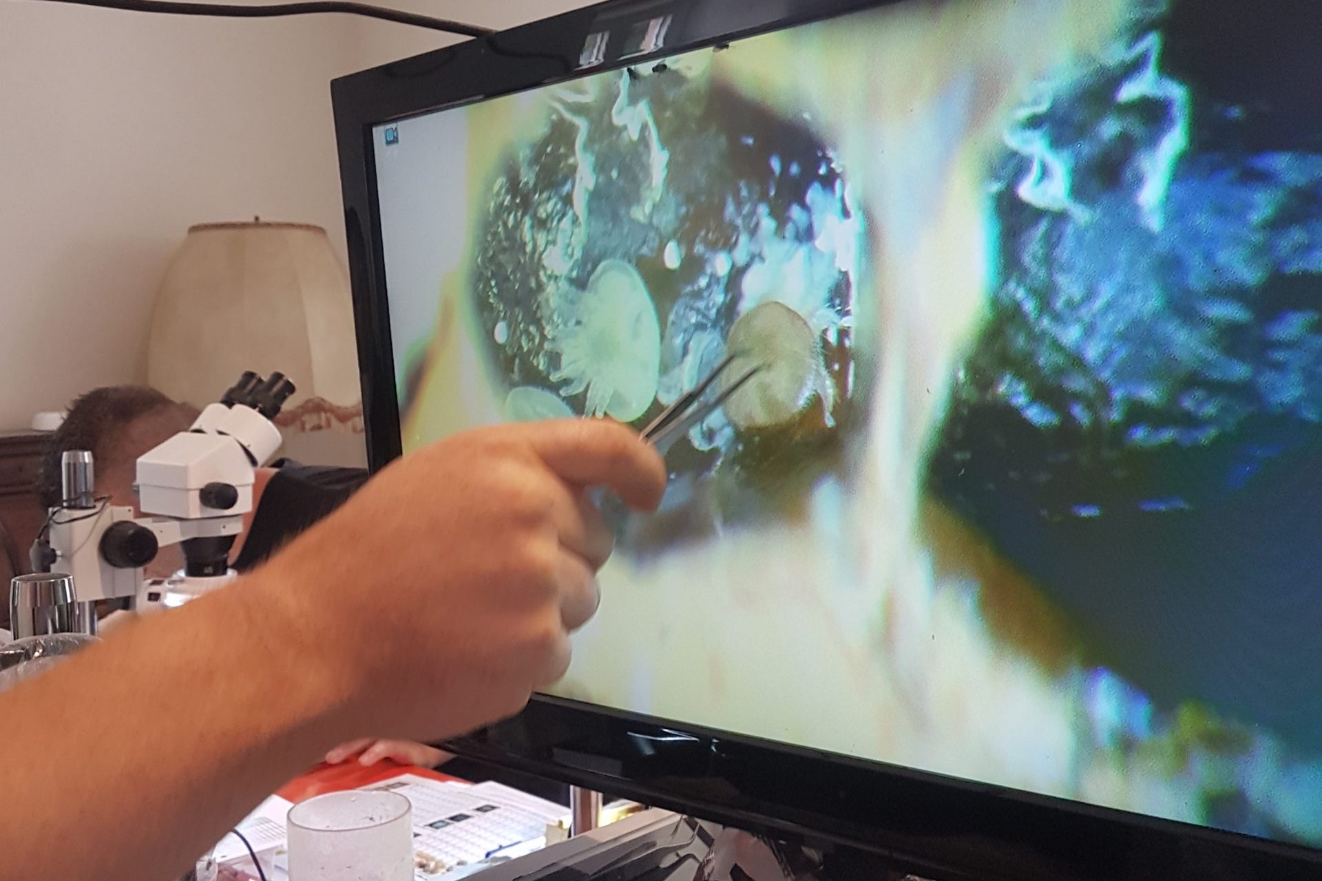 Selezione VSH: a che punto siamo – Selezione