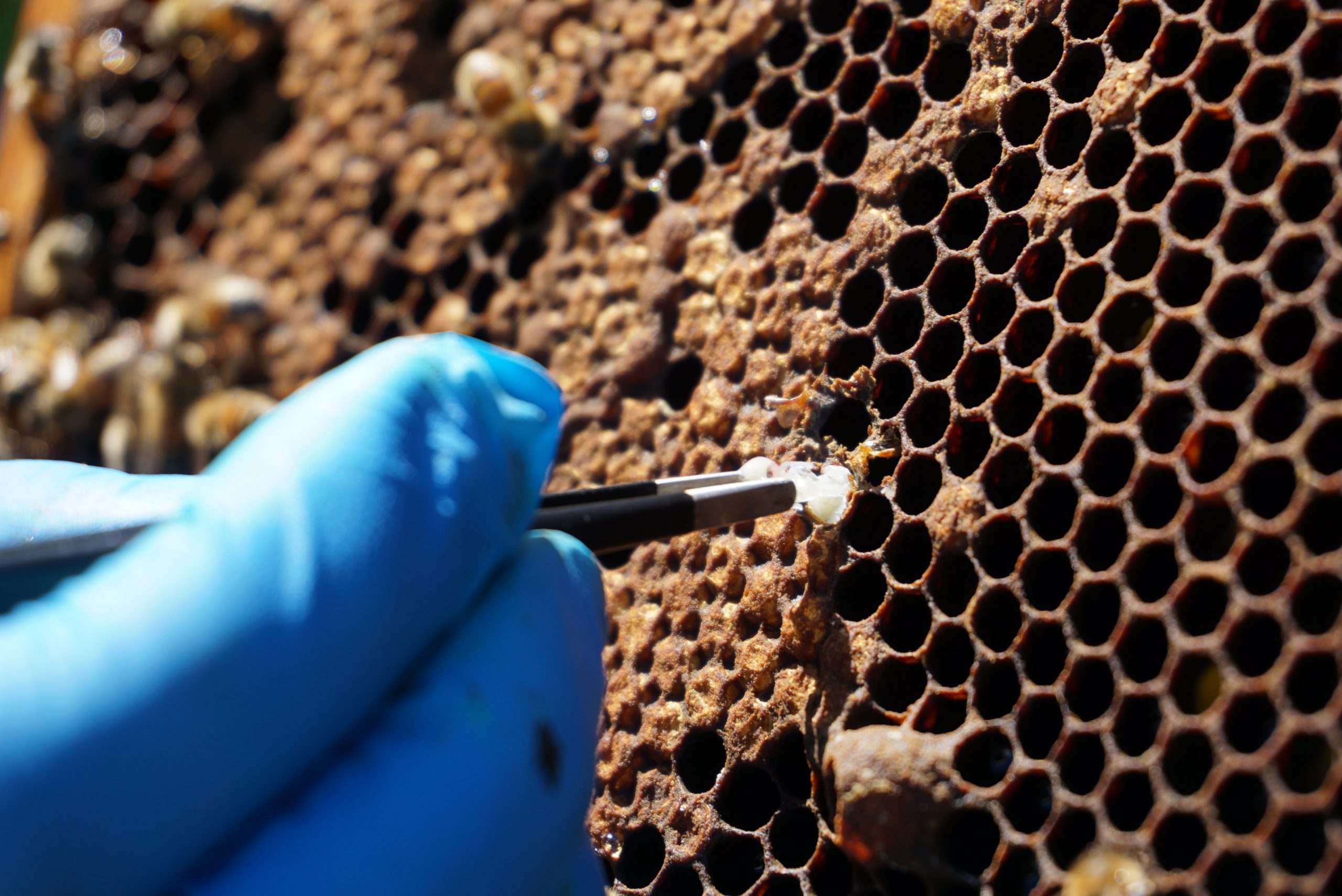 Il trattamento estivo con preparati a base di acido formico – efficacia sotto opercolo – parte II – Sanità apistica