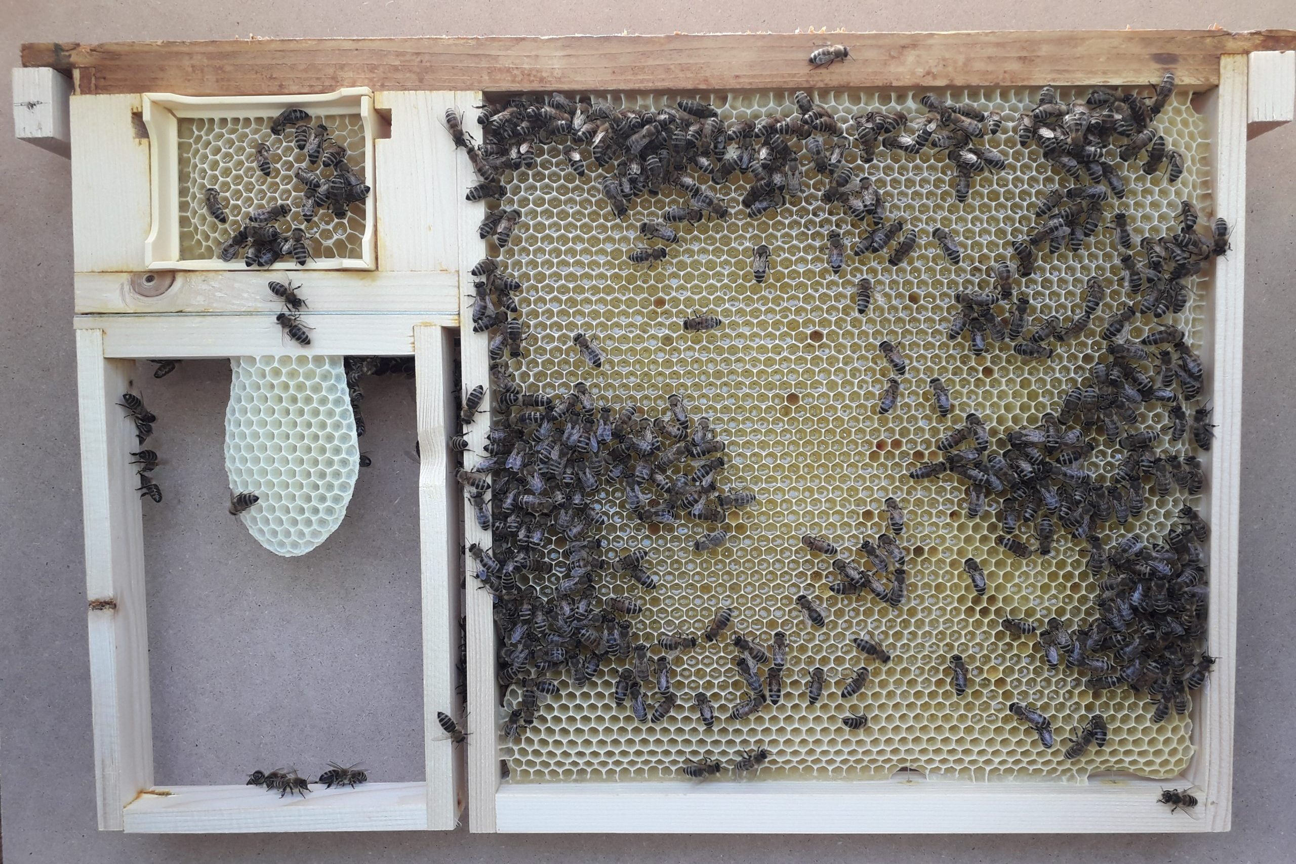 Zero sciamatura e controllo della varroa con il telaino a modulo intercambiabile Blancuzzi (TMB) – Dai nostri lettori