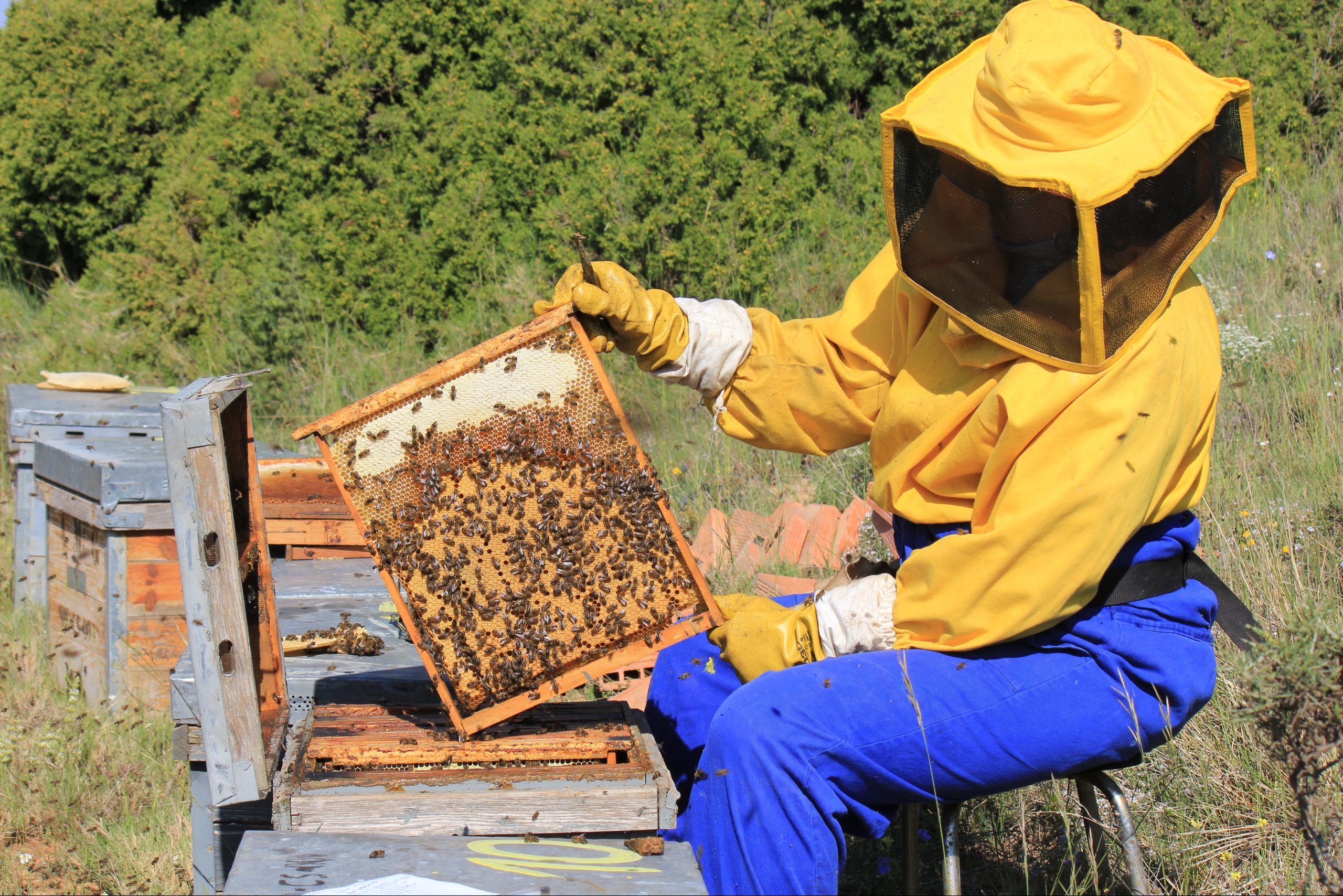 L’apicoltura in terra iberica: l’avventura di un apicoltore italiano – Apicolture nel Mondo