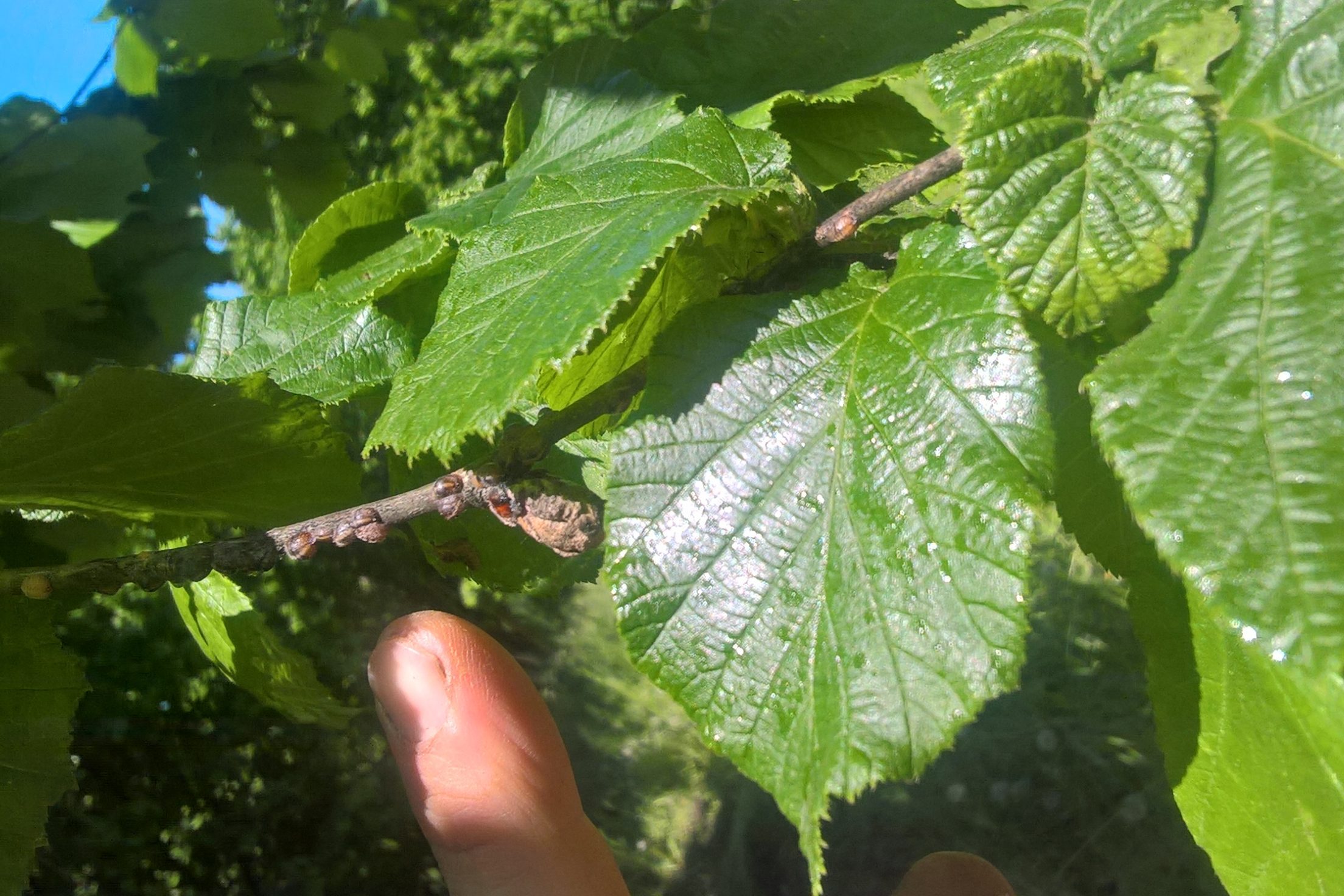 Il Delitto perfetto – Agricoltura e api