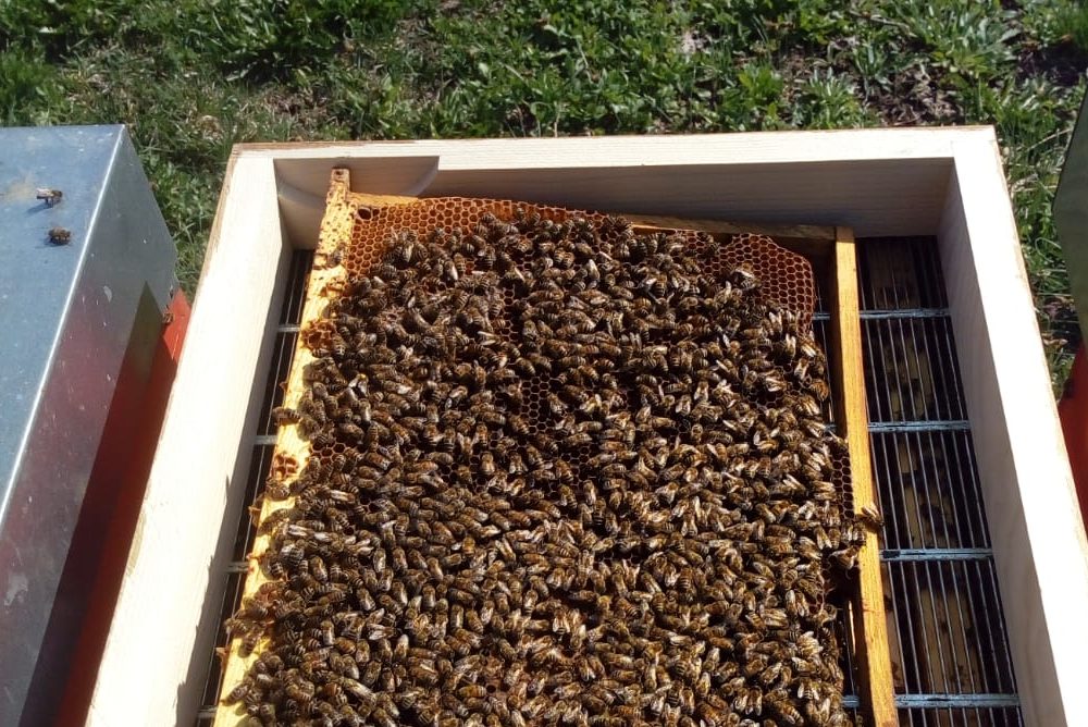 La lotta estiva alla varroa: l’esempio di un’azienda di montagna – La mia azienda