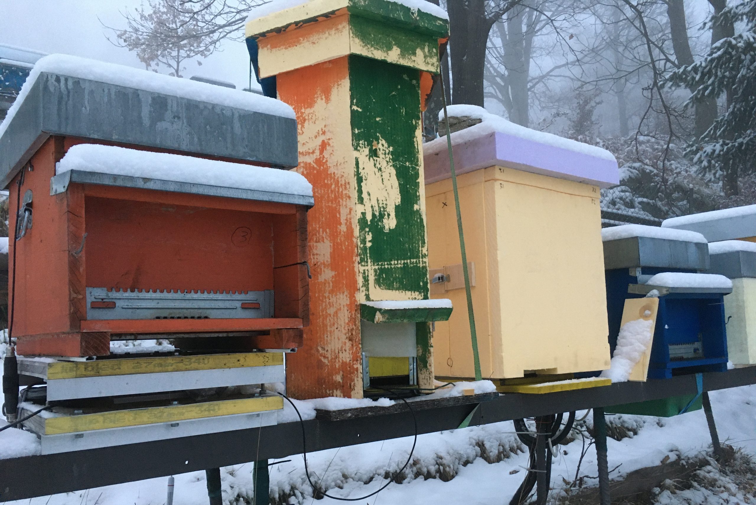 L’ape e l’architettura – Novità dalla ricerca