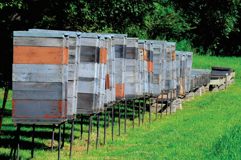 Il Cari belga propone e realizza un Focus su: apicoltura e cambiamenti climatici – Apicoltura in Ungheria