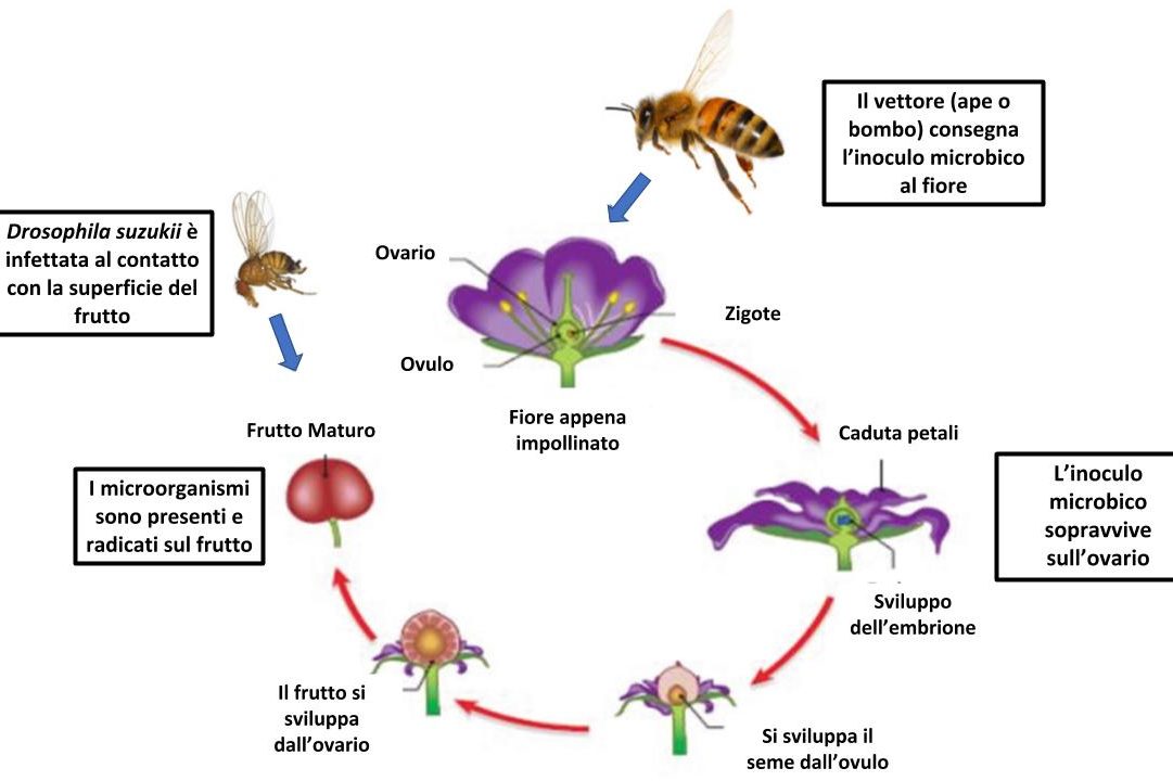 Entomovectoring – Novità dalla ricerca