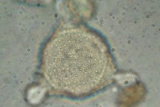 Miele di erica arborea della Valchiavenna, una bella scoperta – Ambasciatori dei mieli