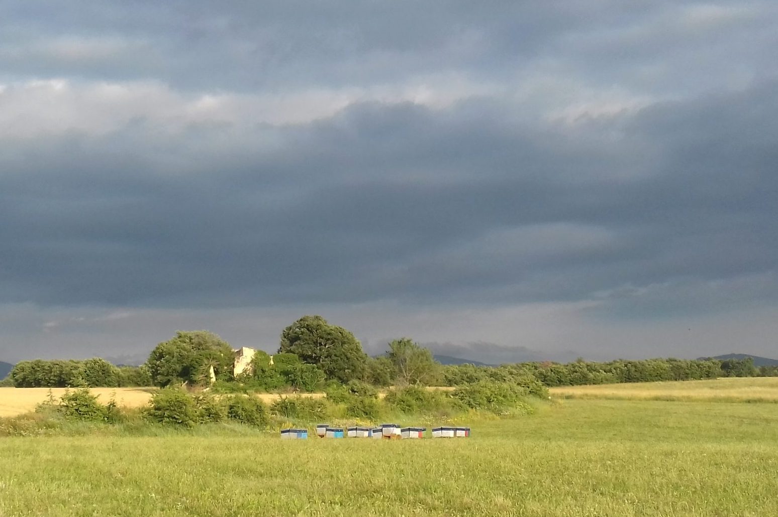 Politica agricola comune: cosa sta succedendo? – Agricoltura e api