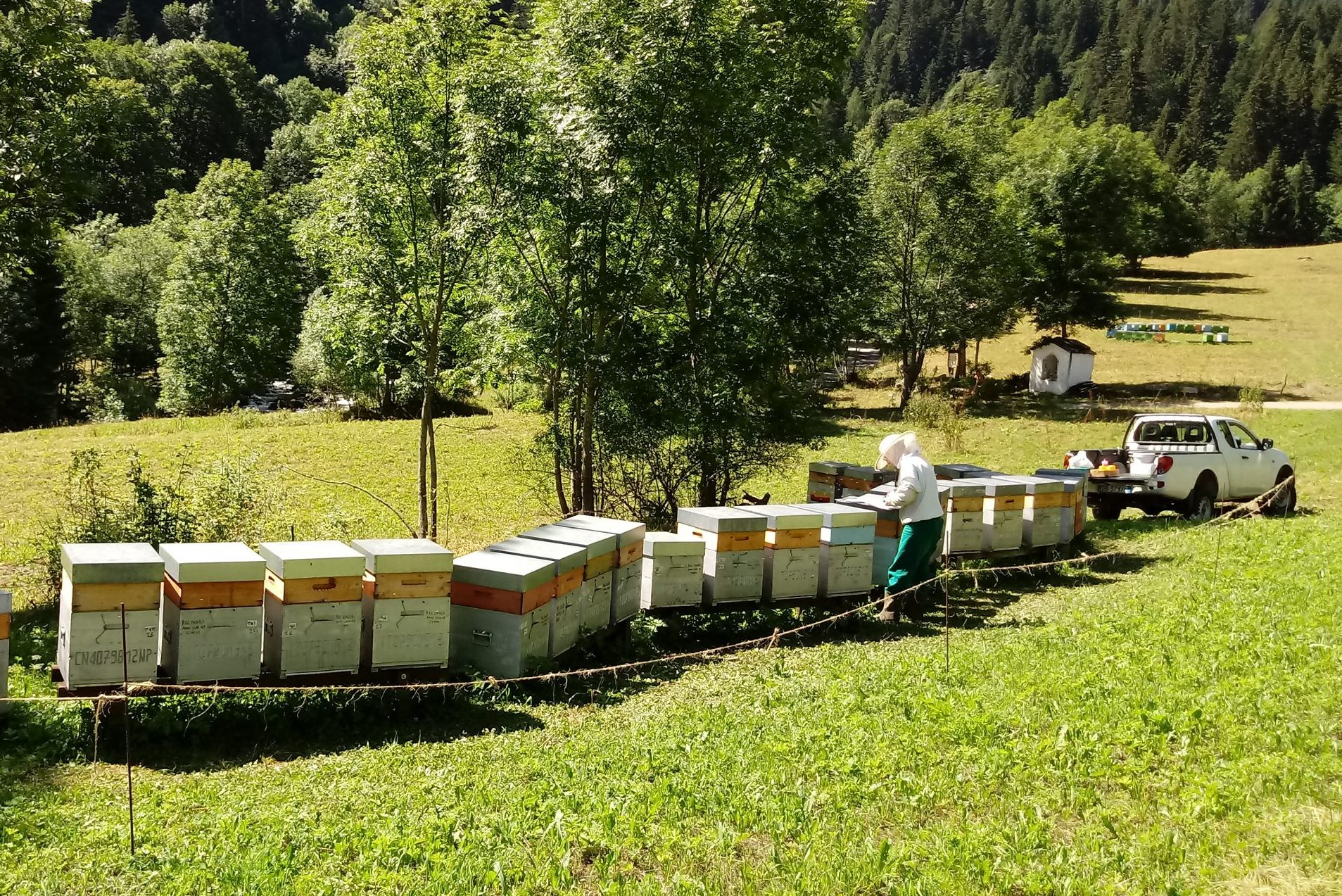 Prove di efficacia di Aspronovar-form in ambiente montano – Sanità apistica