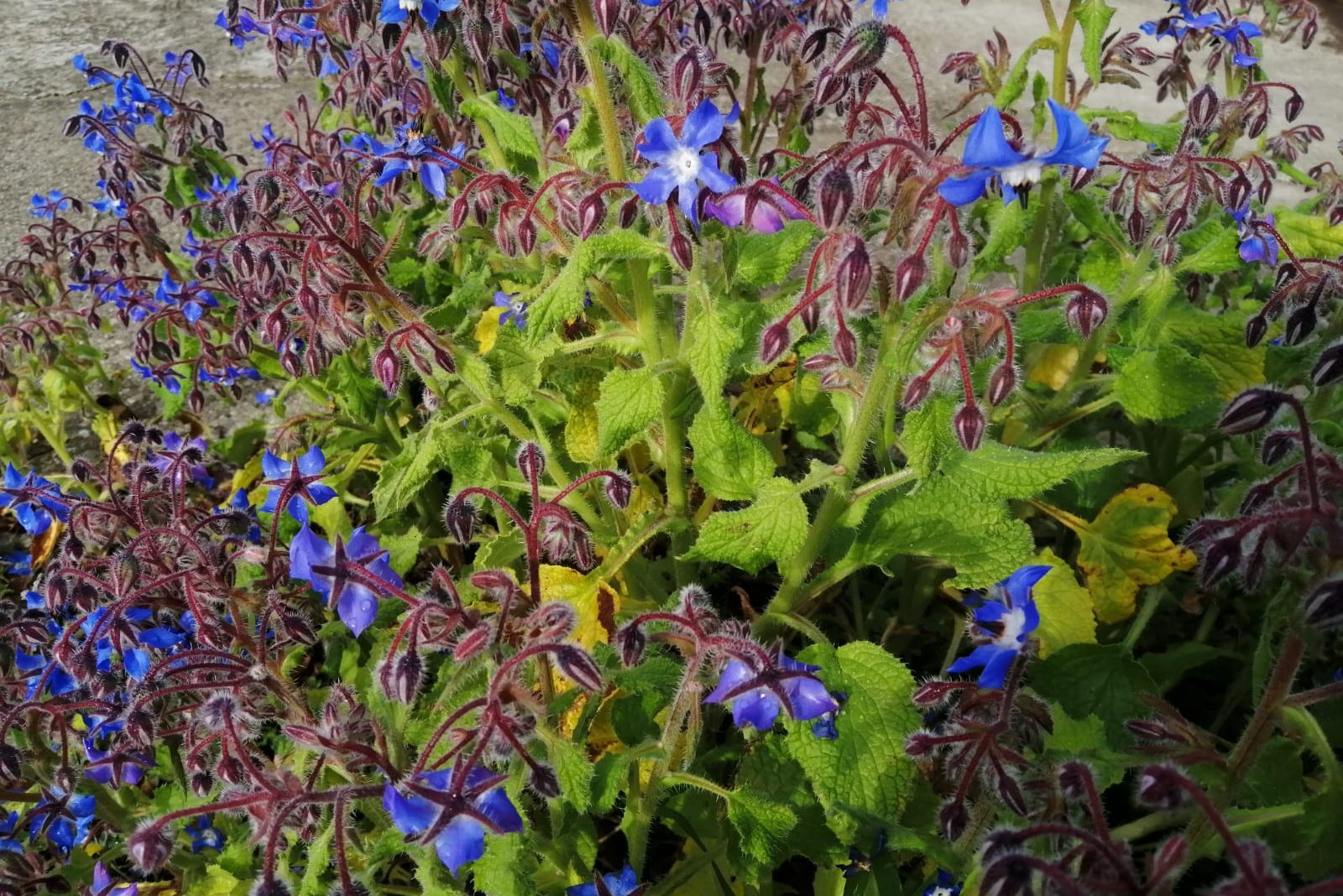 Miele, polline e alcaloidi pirrolizidinici: aggiornamento normativo – Aggiornamenti normativi