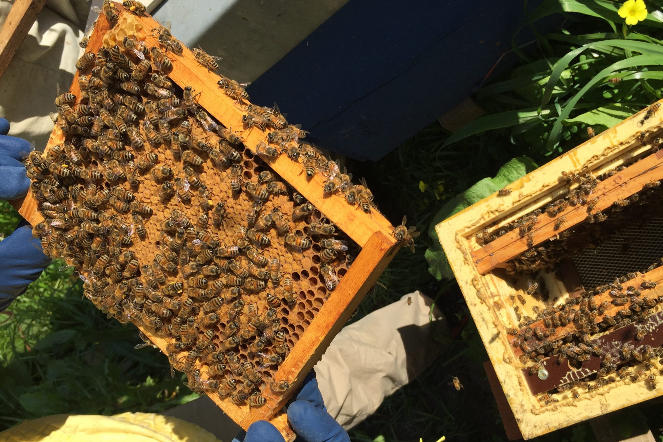 Polonia, l’unico paese dove le regine inseminate strumentalmente sono comunemente usate dagli apicoltori – Selezione e riproduzione