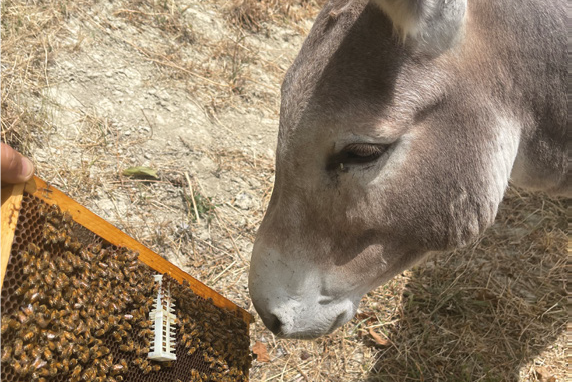 Lotta alla varroa 2021. Come fronteggiare i cambiamenti? Riflessioni e ipotesi – Sanità apistica