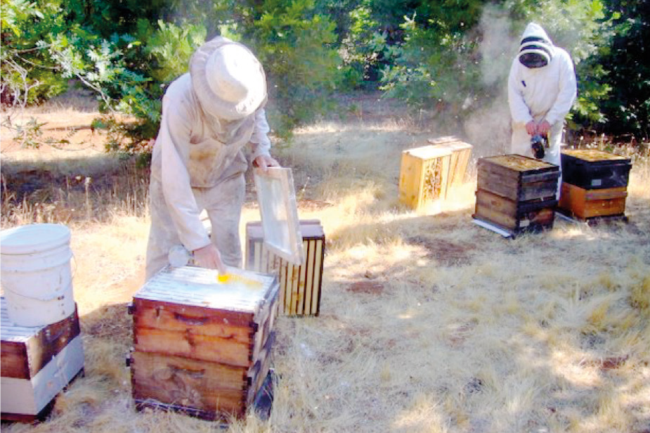 Valutazione dei metodi di quantificazione della varroa foretica. Qual è il favo giusto? E quello che facciamo ha senso? – Tecnica apistica