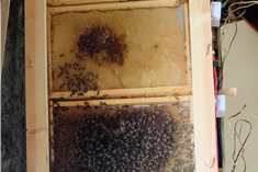 Effetti a breve termine dell’acido ossalico sulle api – Sanità apistica