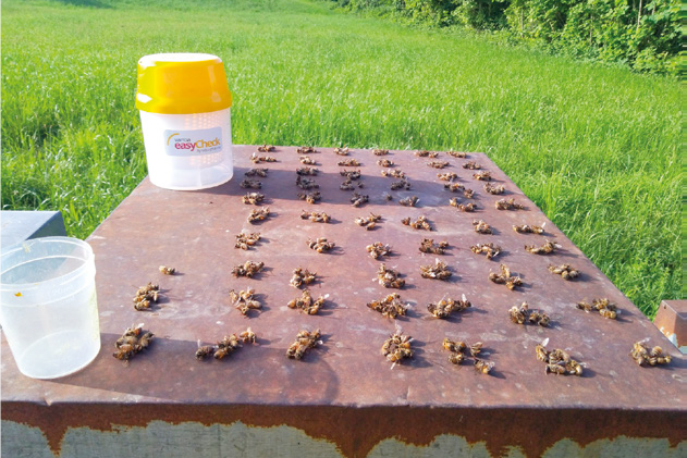 Formico flash post-acacia, efficacia e produzione – Sanità apistica