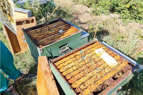 Prove di efficacia di Maqs® combinato con farmaci a base di amitraz, secondo il protocollo Baroni – Tecnica apistica