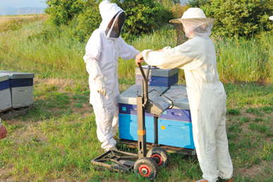 Due tecniche di lotta estiva alla varroa a confronto: amitraz versus asportazione e acido ossalico – Sanità apistica