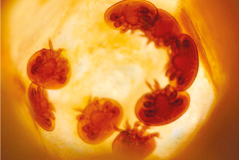 Valutazione dei metodi di quantificazione della varroa foretica. Dove trovare le varroe per una stima significativa – Tecnica apistica