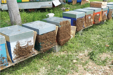 Nuove prove di utilizzo di acido formico su cartoncino nel tampone primaverile – Tecnica apistica