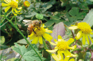 Alcaloidi pirrolizidinici nel polline – Novità dalla ricerca