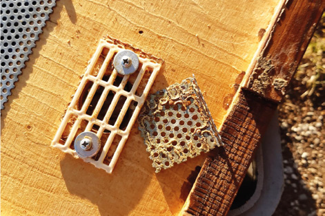 Controllo della sciamatura con la tavola intermedia – Apicoltura d’Italia