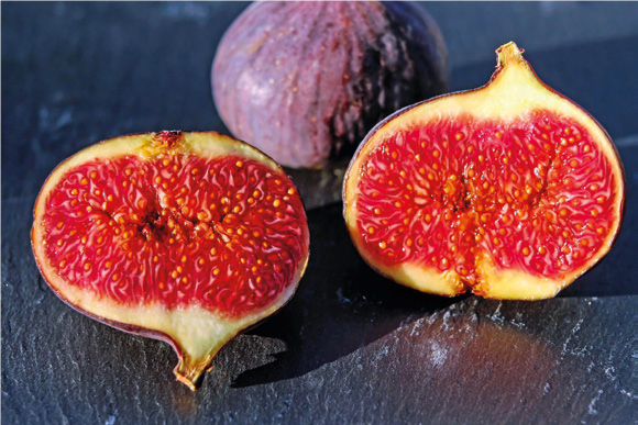 Da che parte stanno le vespe? Un insetto fondamentale all’ambiente e all’apicoltura – Novità dalla ricerca