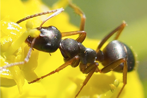 Edward Wilson, famoso per gli studi sulle formiche… e non solo! – Apicoltori e scienziati