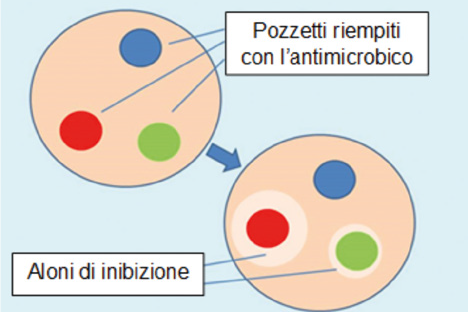 Le caratteristiche di alcuni mieli italiani consentono la preparazione di prodotti con attività antibatterica potenziata – Apiterapia