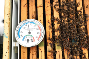 Prova di campo su confronto efficacia e tollerabilità tra somministrazione di acido ossalico gocciolato all’italiana e alla tedesca  – Tecnica apistica