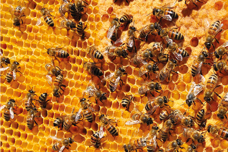 Il nuovo Regolamento europeo sulle produzioni in regime biologico: cosa cambia in apicoltura – Normativa