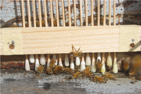 Le api al tempo del COVID-19: alleate nell’identificazione del virus – Novità dalla ricerca