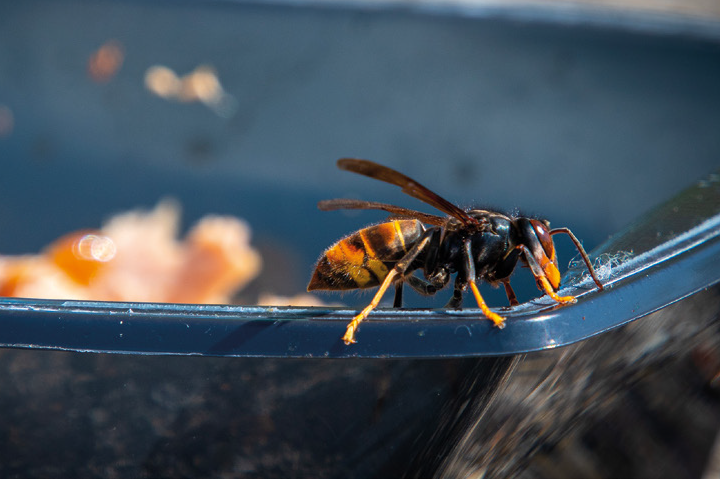 Vespe/Apicoltori… quanto è sbagliato quello in cui crediamo e che raccontiamo? – Insetti e umani