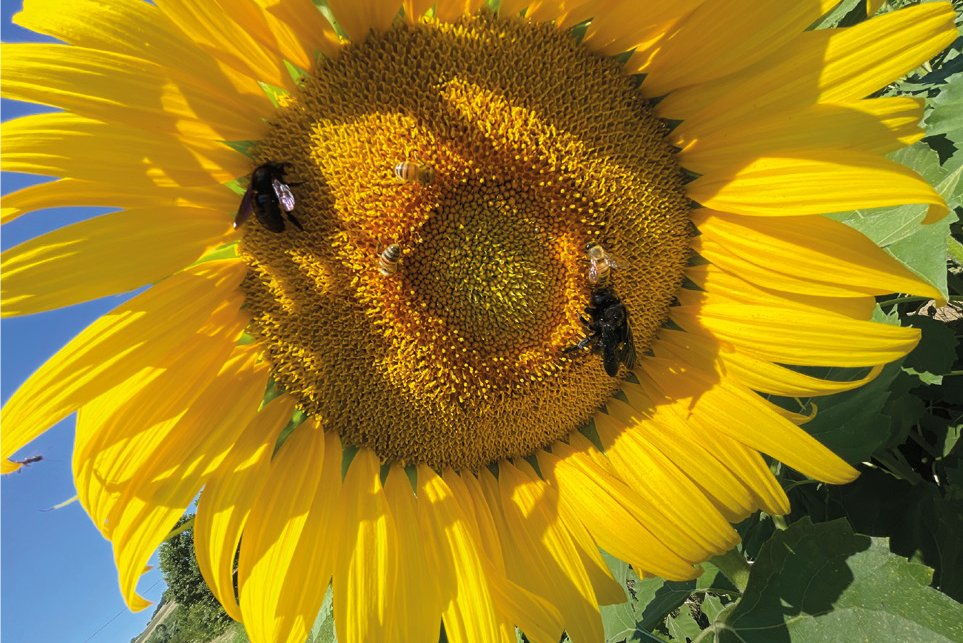 Condivisione dell’habitat tra api allevate e impollinatori selvatici – Api e Impollinatori selvatici