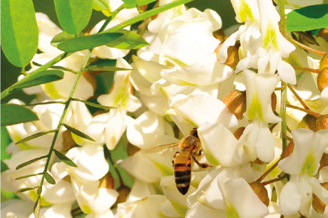 Il nuovo Regolamento europeo sulle produzioni in regime biologico: cosa cambia in apicoltura – Normativa