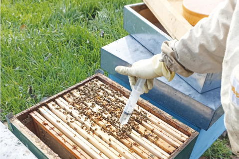 Nuovi regolamenti sanitari Ue per zootecnia… e… apicoltura – Normativa