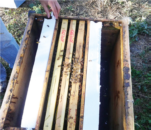 La scommessa dell’invernamento – 1° parte – Tecnica apistica