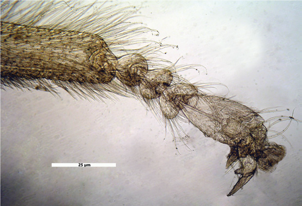 Tre volte 77 – Quattro capriole di fumo