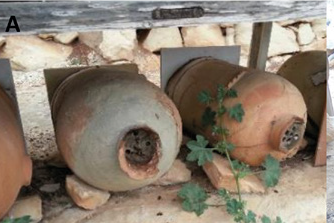 La genetica dell’ape e l’ambiente possono influire sulle comunità microbiche attive nell’intestino delle api? – Novità dalla ricerca