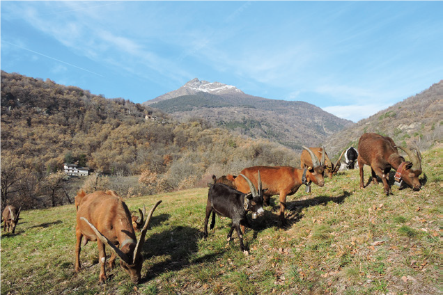 Un’allevatrice non di api ma alle prese con gli stessi cambiamenti climatici – Altri allevatori