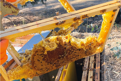 Covata cotta – Api e ambiente