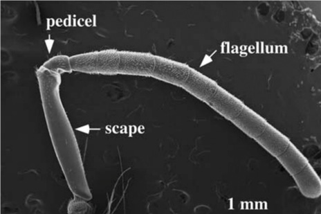 Due HUB sulla testa – Quattro capriole di fumo