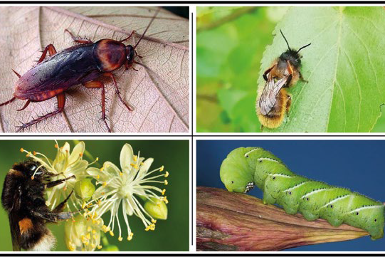 Sfrega che ti passa! – Novità dalla ricerca